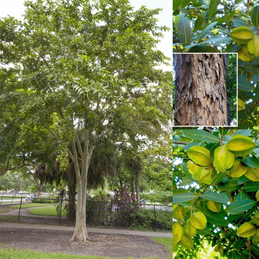 The Indian Arjuna Tree (Terminalia arjuna)